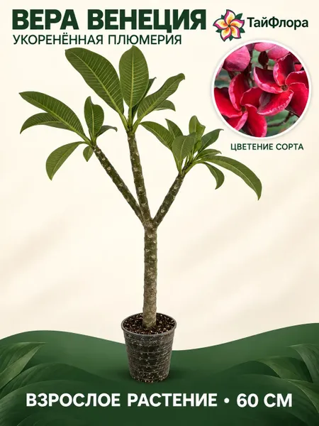 Плюмерия "Вера Венеция" укорененное растение
