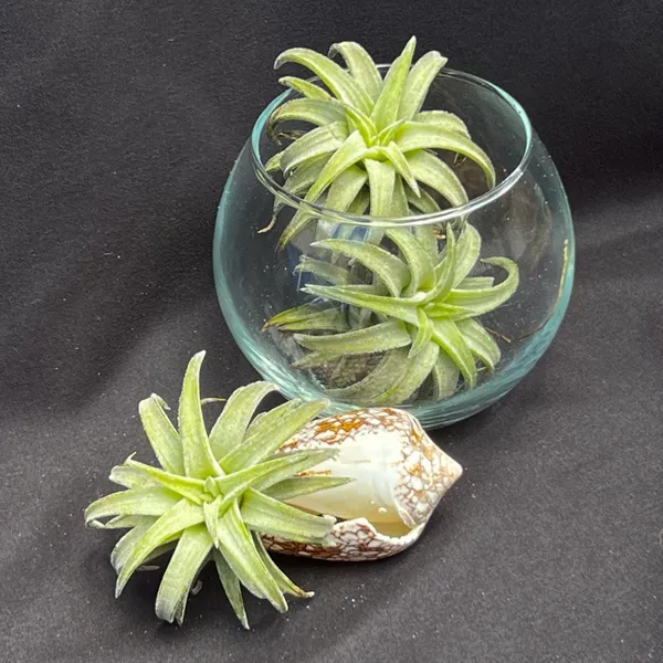 Тилландсия ionantha var. vanhyningii Jumbo, атмосферное растение