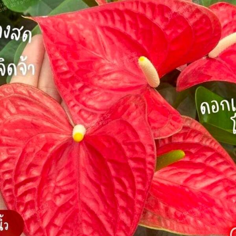 Антуриум Андре EASY RED