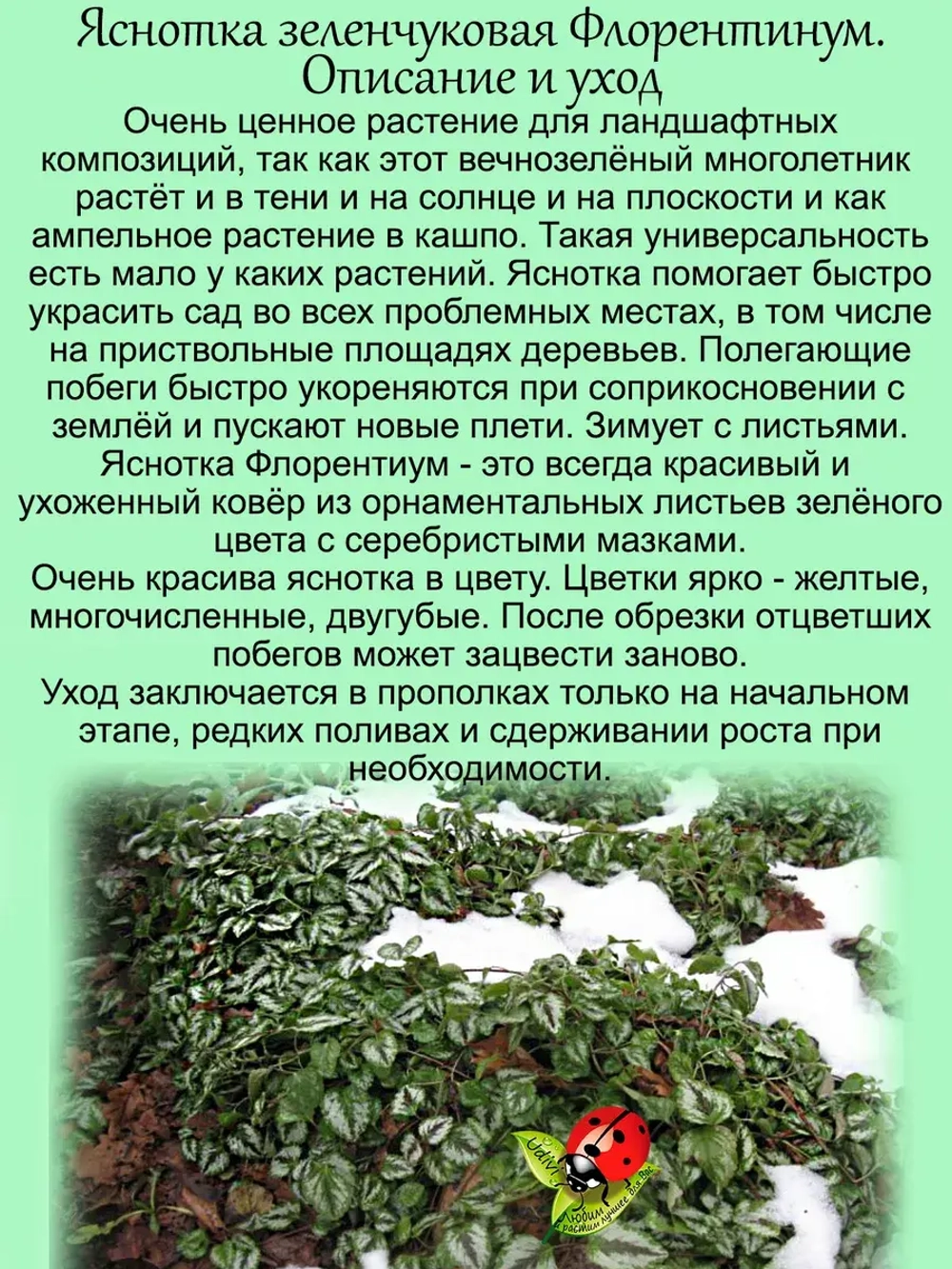 Яснотка зеленчуковая Флорентинум многолетняя