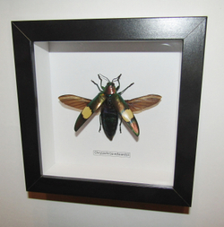 Жук Златка Chrysochroa edwardsii в рамке