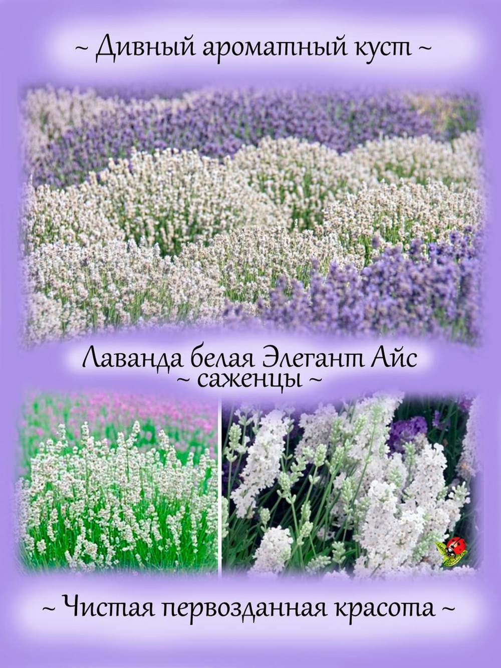 Лаванда Элеганс Айс белая с голубизной  многолетняя