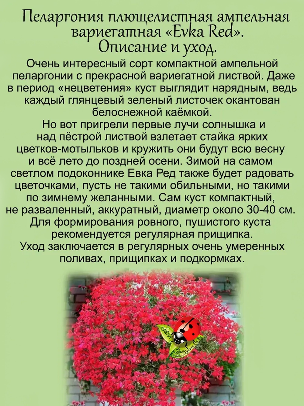 Пеларгония Эвка Ред вариегатная