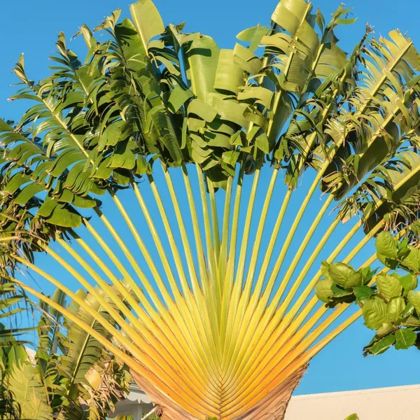 Пальма Путешественников Ravenala madagascariensis семена 10 штук сбор март 2024 г