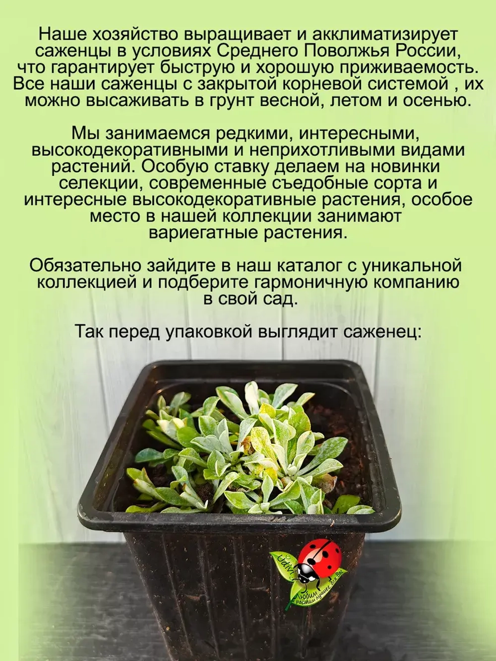 Антенария Белая Кошачья лапка