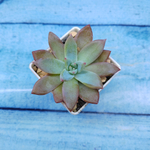 Echeveria Colorata Brandtii (Эхеверия)