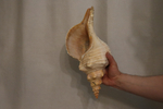 Раковина Плеуроплока гигантея (Pleuroploca gigantea) 1 шт., 42 см