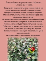 Мюленбекия Маори вариегатная