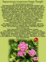 Пеларгония Счастливая мысль розовый Хеппи Тач