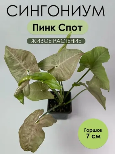 Сингониум Пинк Спот. Живое растение