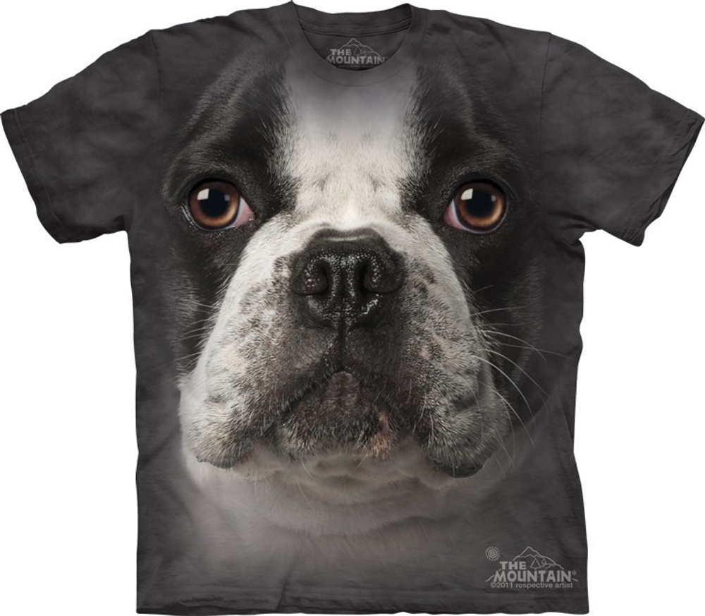 French Bulldog Face