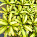 Неорегелия BIG AND RICH