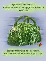 Крестовник Роули ампельный