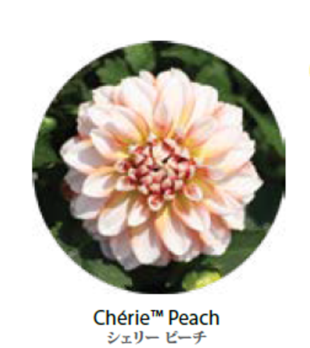 ЕВРО Георгина Cherie Peach укорененный ЕВРО черенок февраль поставка 11