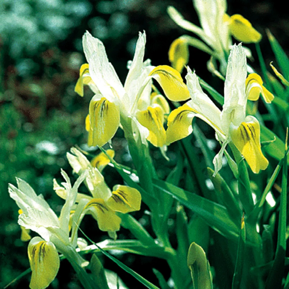 Iris Bucharica (Ирис) семена