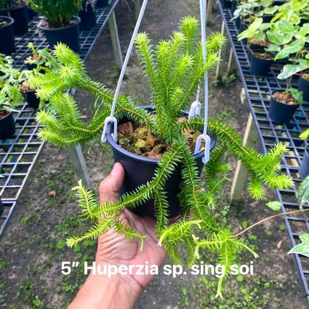 Хуперция H.SING SOI