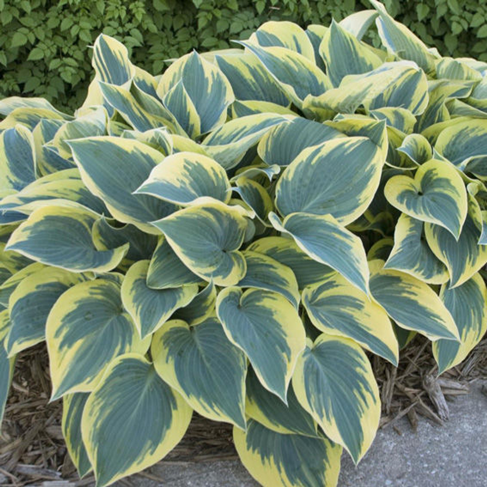 Хоста гибридная "First Frost". Hosta "First Frost".