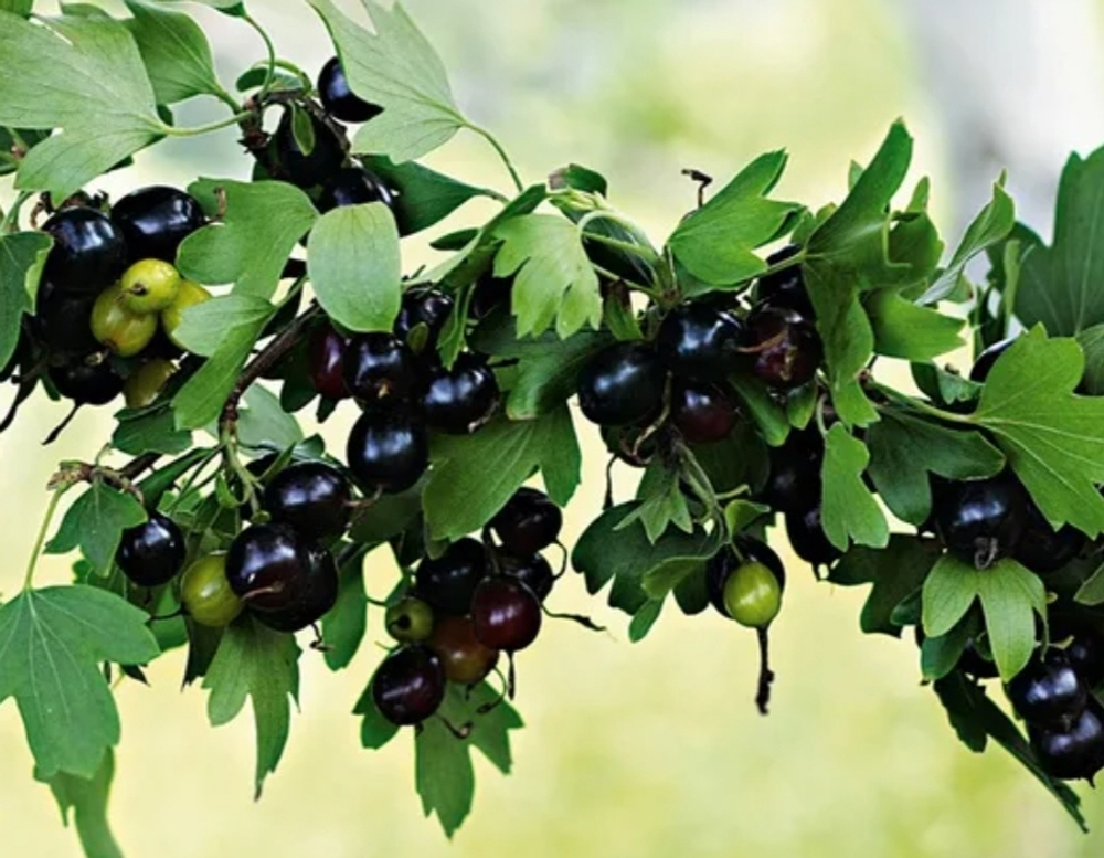 Смородина золотистая Ribes aureum 2-7