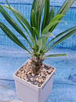 Pachypodium Lamerei (Пахиподиум)