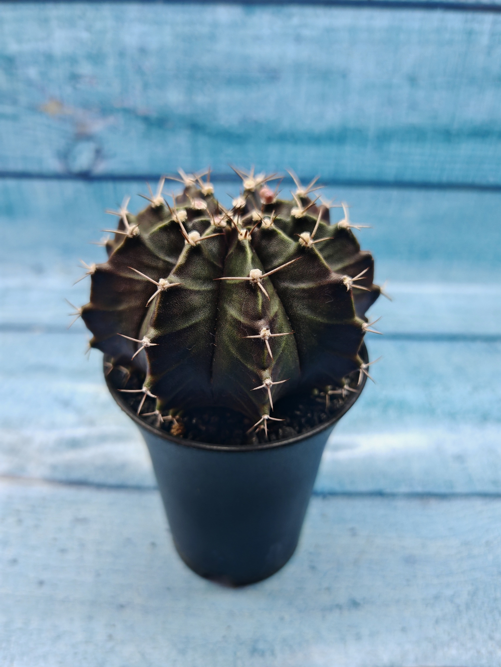 Gymnocalycium Mihanovichii black (Гимнокалициум)