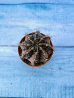 Gymnocalycium Friedrichii (Гимнокалициум)