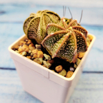 Astrophytum Capricorne (Астрофитум козерогий)