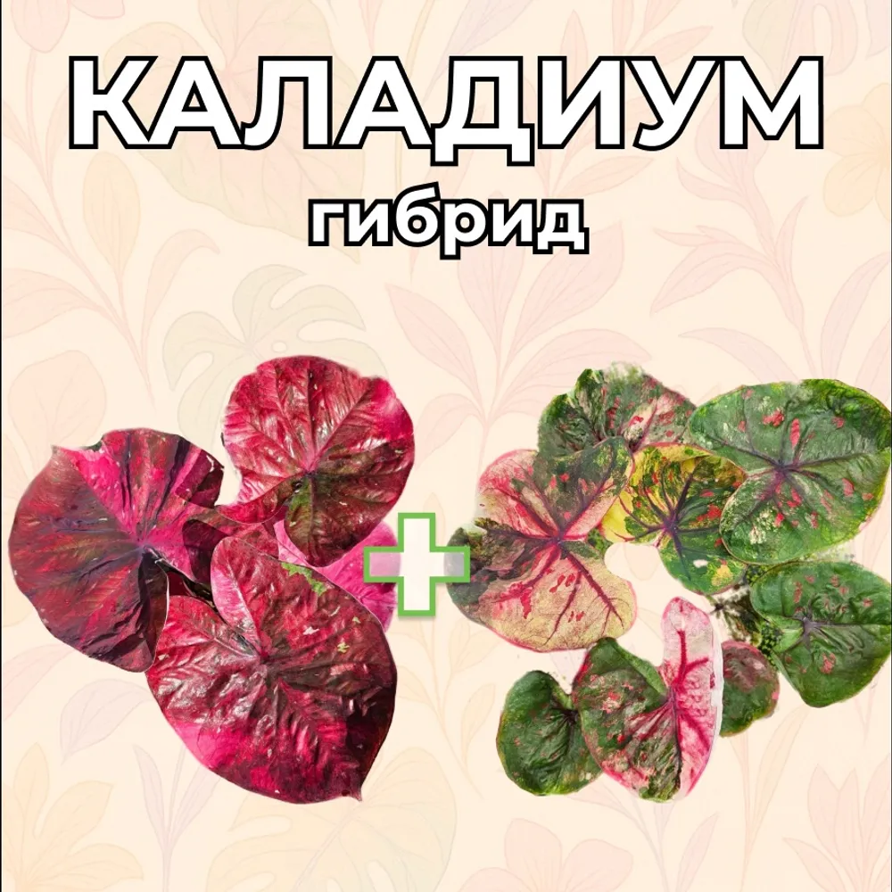Каладиум гибрид MС семена 5 штук