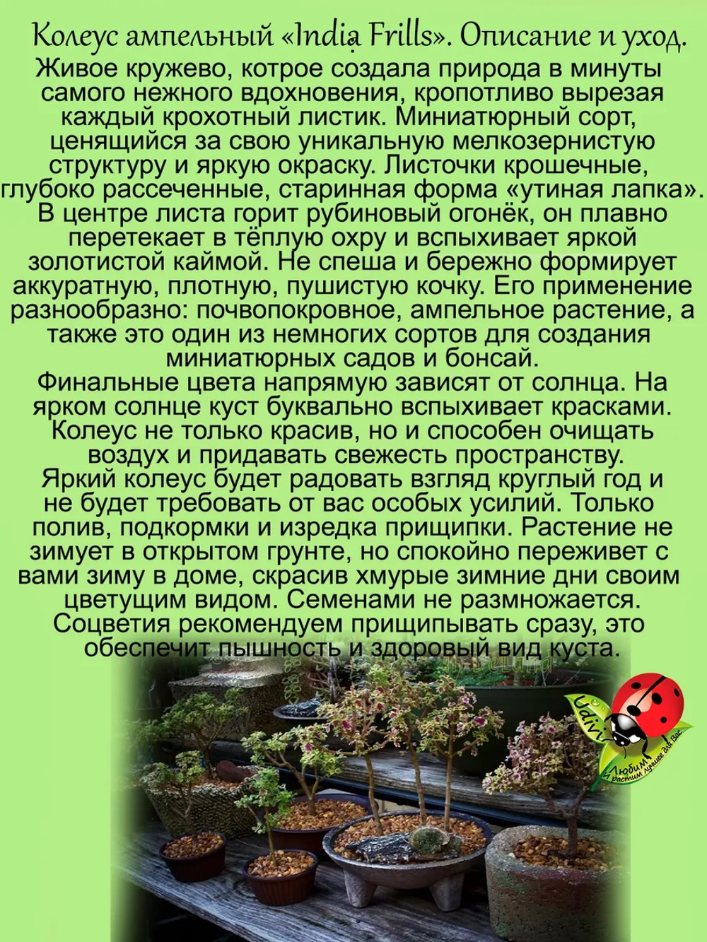Колеус Индийские рюши Индиа Фриллс ампельный