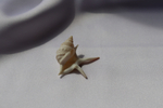 Морская ракушка Куриная нога (Aporrhais pesgallinae) 3,2 см.