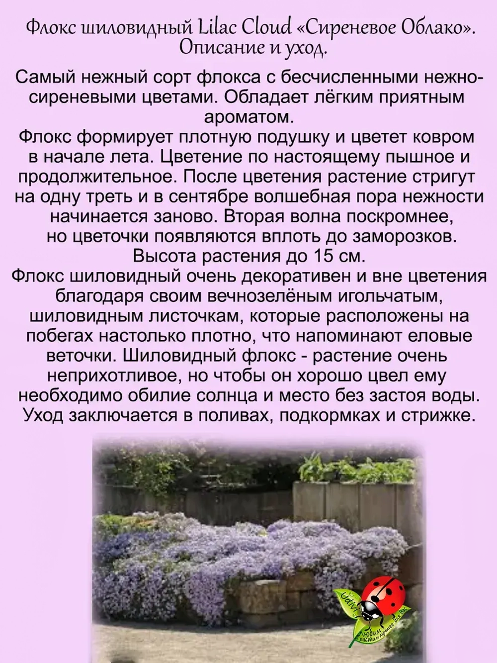 Флокс шиловидный Сиреневое облако Лилак Клауд