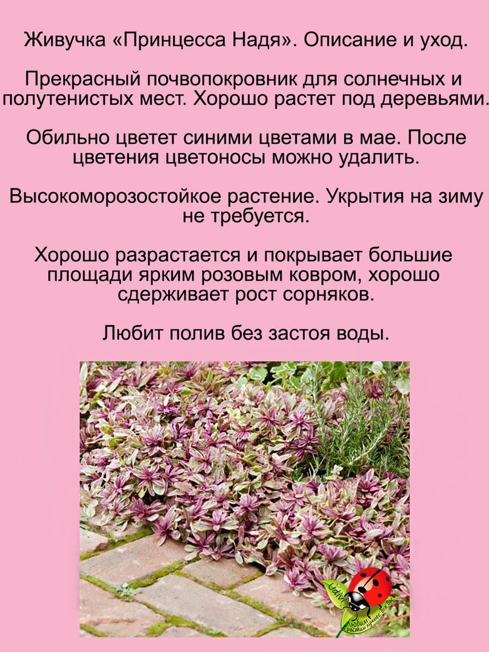 Живучка Принцесса Надя розовая аюга почвопокровник