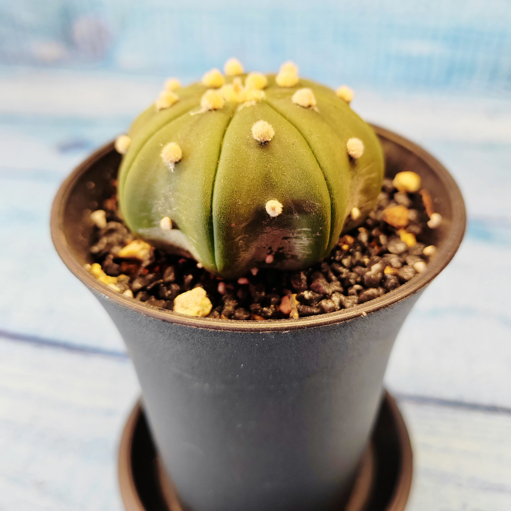 Astrophytum Asterias (Астрофитум)