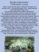 Астра Вересковая Снежная лавина многолетник