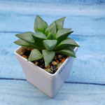 Haworthia Comptoniana Hybride hybrid (Хавортия)