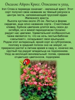 Оксалис Айрон Кросс вариегатный Дневная бабочка