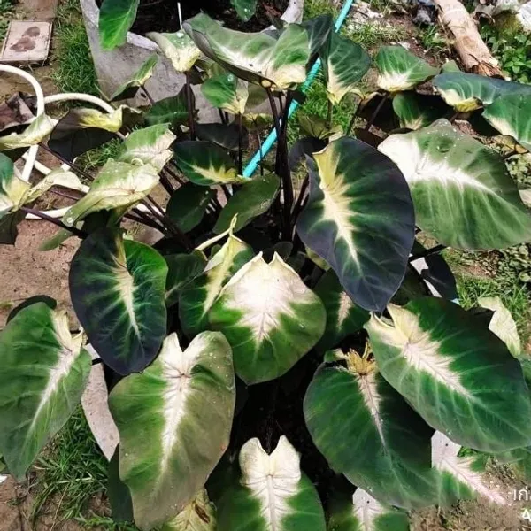 Колоказия Тропический Шторм (Colocasia Tropical Strom) корневище