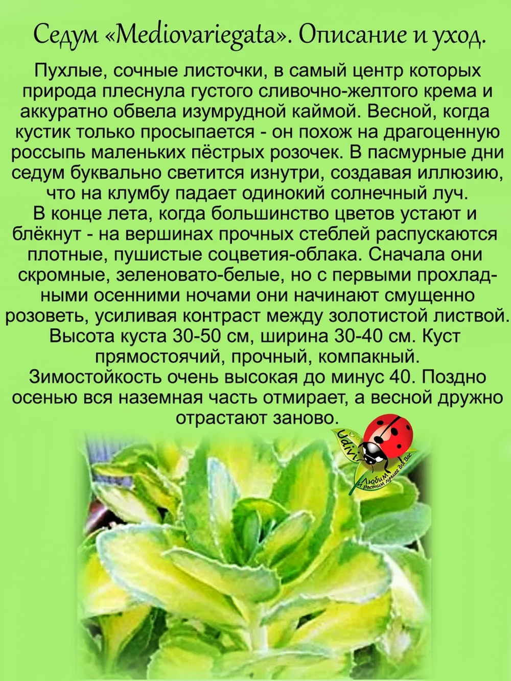 Седум Медиовариегата очиток многолетний