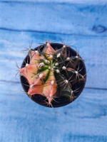 Gymnocalycium Variegata (Гимнокалициум Вариегатный)