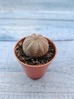 Euphoria Obesa (Эуфорбия)