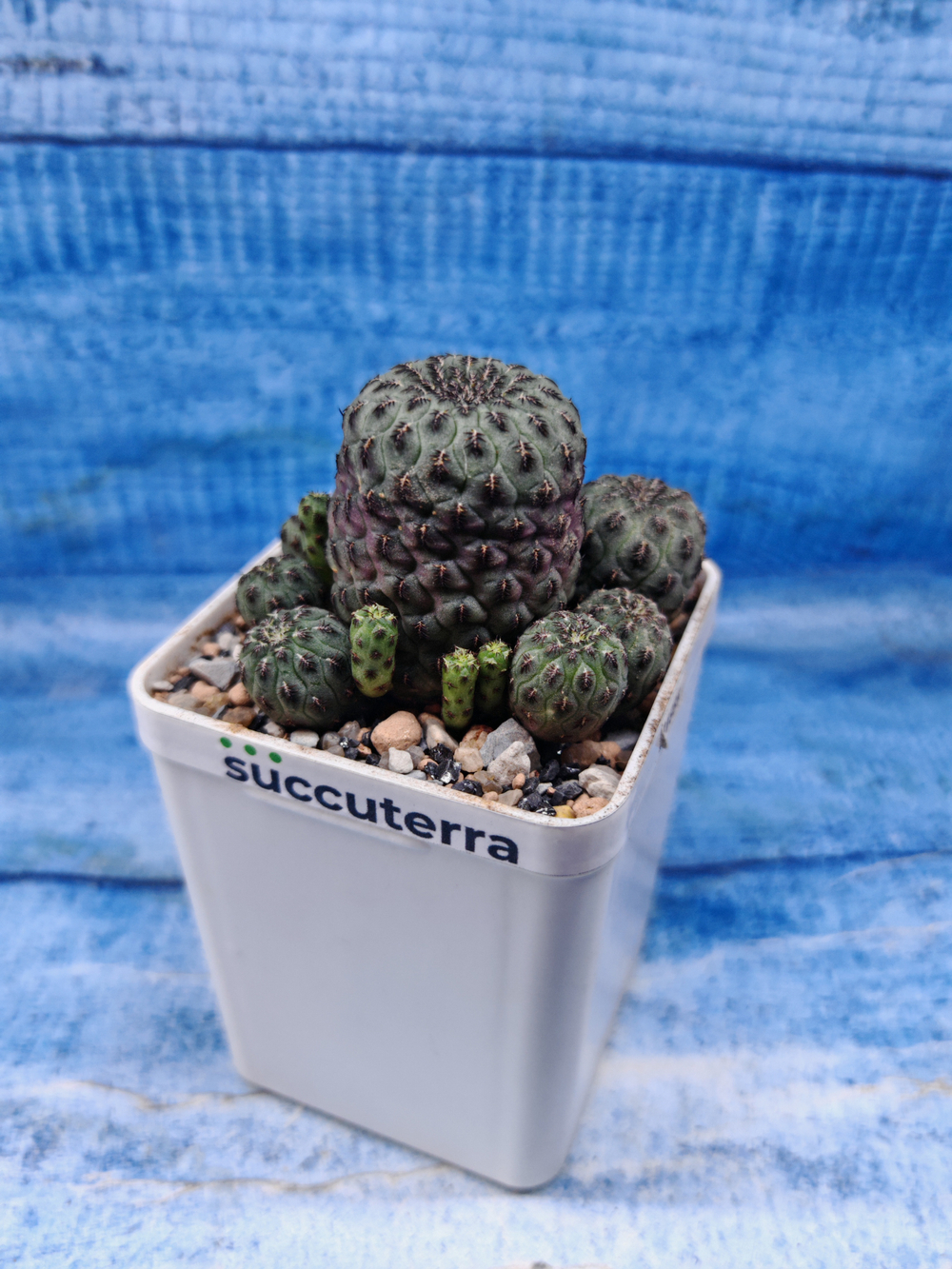 Sulcorebutia Rauschii (Сулькоребуция)