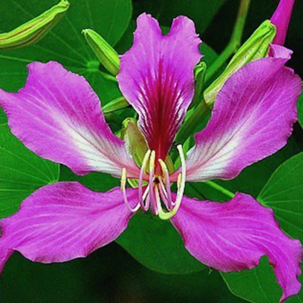 Баухиния Пестрая Bauhinia Variegata (Hong Kong Orchid Tree)