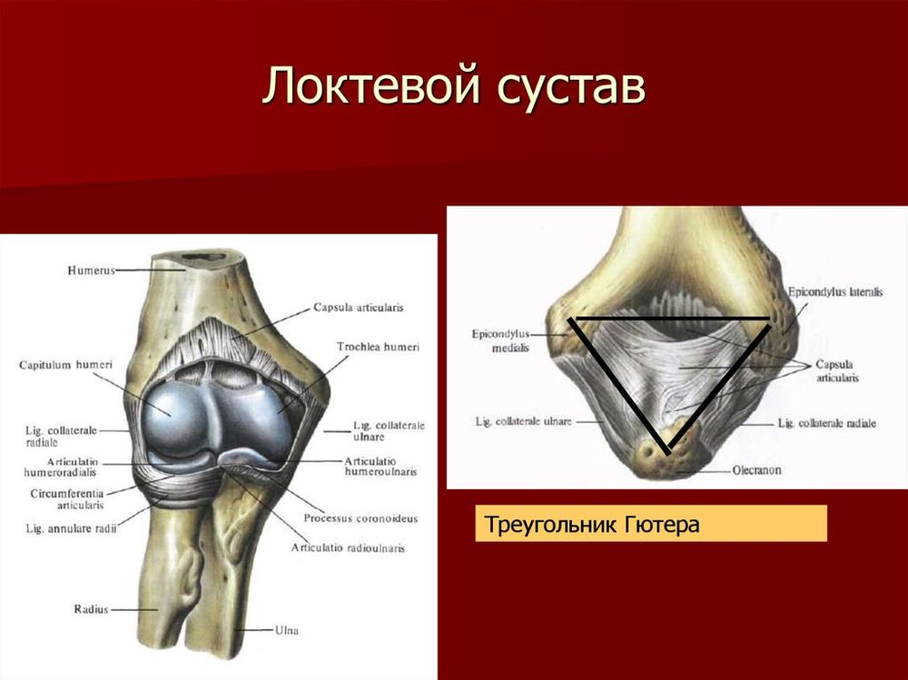 Модель Локтевой сустав (подвижная) — купить по ФГОС | Учебный стандарт Модель Локтевой сустав (подвижная) — купить по ФГОС | Учебный стандарт