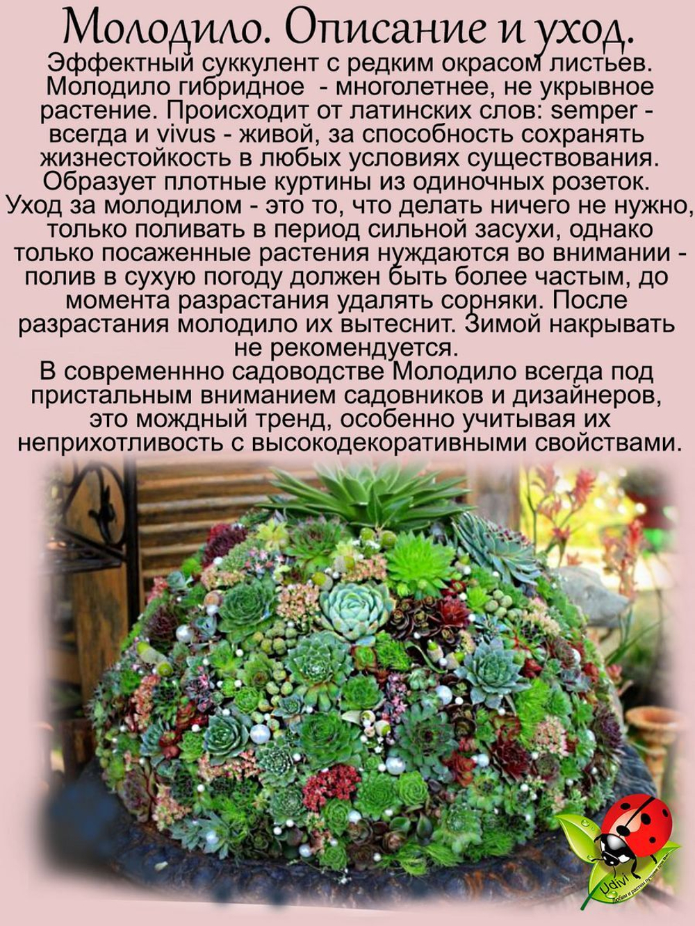 Молодило красное гибридное Отелло каменная роза многолетник