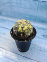 Astrophytum Asterias variagate (Астрофитум)