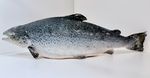 Семга свежемороженая Premium