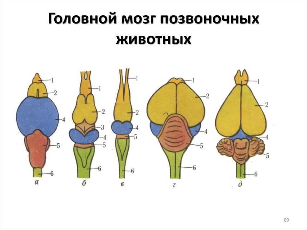 Комплект моделей Строение мозга позвоночных (5 шт.) — купить по ФГОС | Учебный стандарт