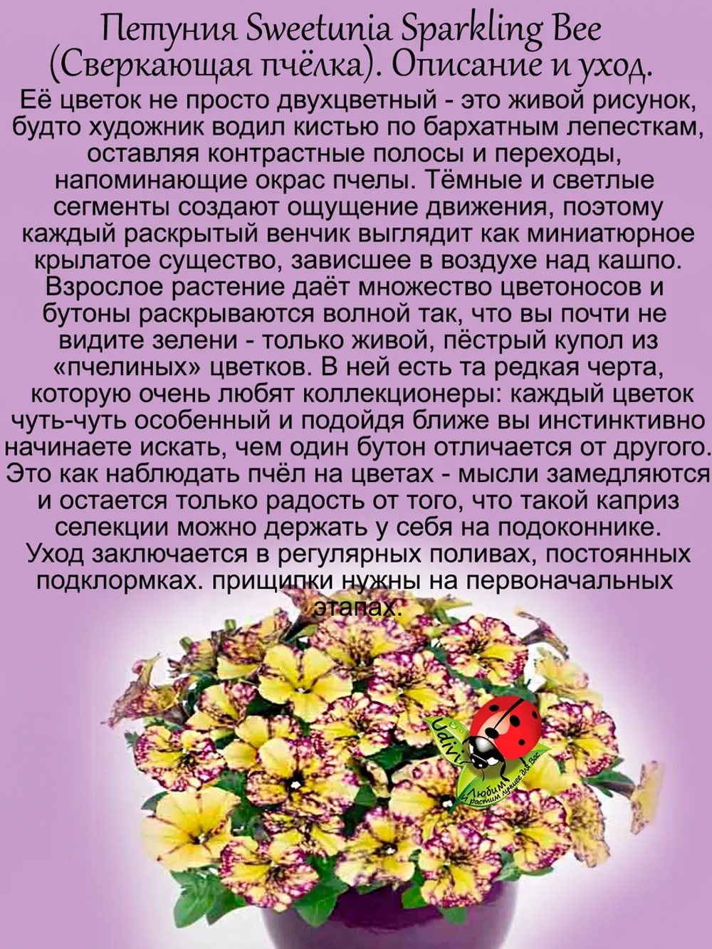 Петуния Сверкающая пчёлка Светуния Спарклинг Бее