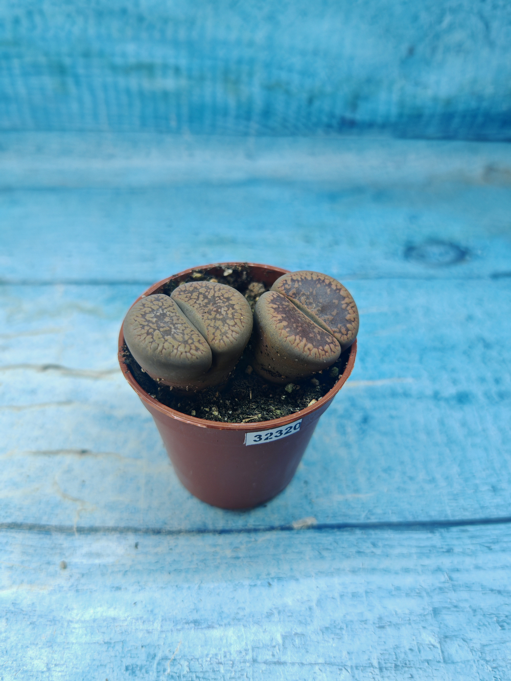 Lithops sp. (Литопсы)