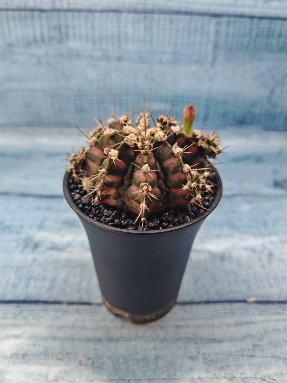 Gymnocalycium T-Rex Pink hybride (Гимнокалициум)