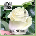 Роза чайно-гибридная "Mondial"